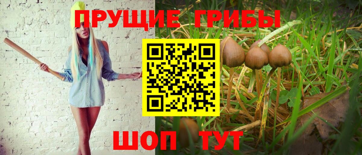 Заволжье  Псилоцибиновые грибы ЛСД  Вход с VPN  Галлюциногенные грибы прущие грибы 